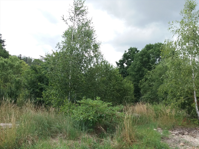 Woelkau_Breite_Strasse